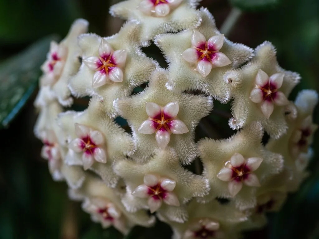 Cuidados de la flor hoya