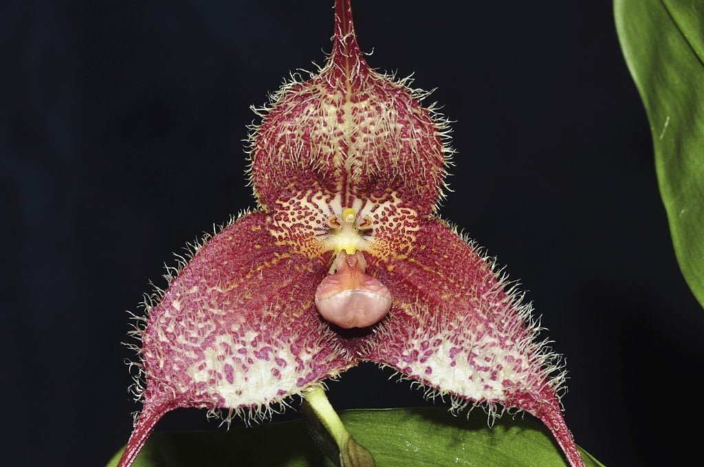 Cultivo de la Orquídea Drácula