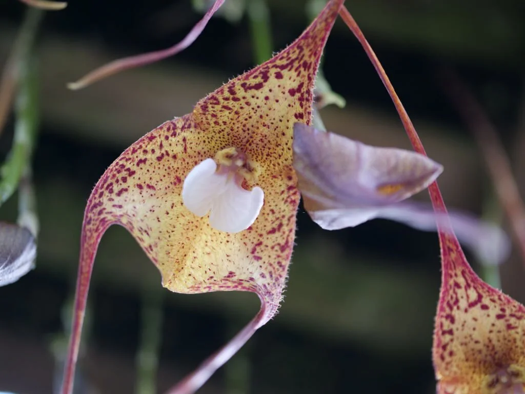 Flor Orquidea Dracula