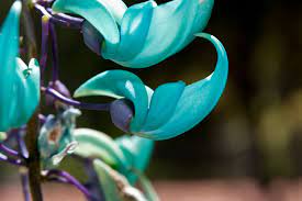 flor de jade