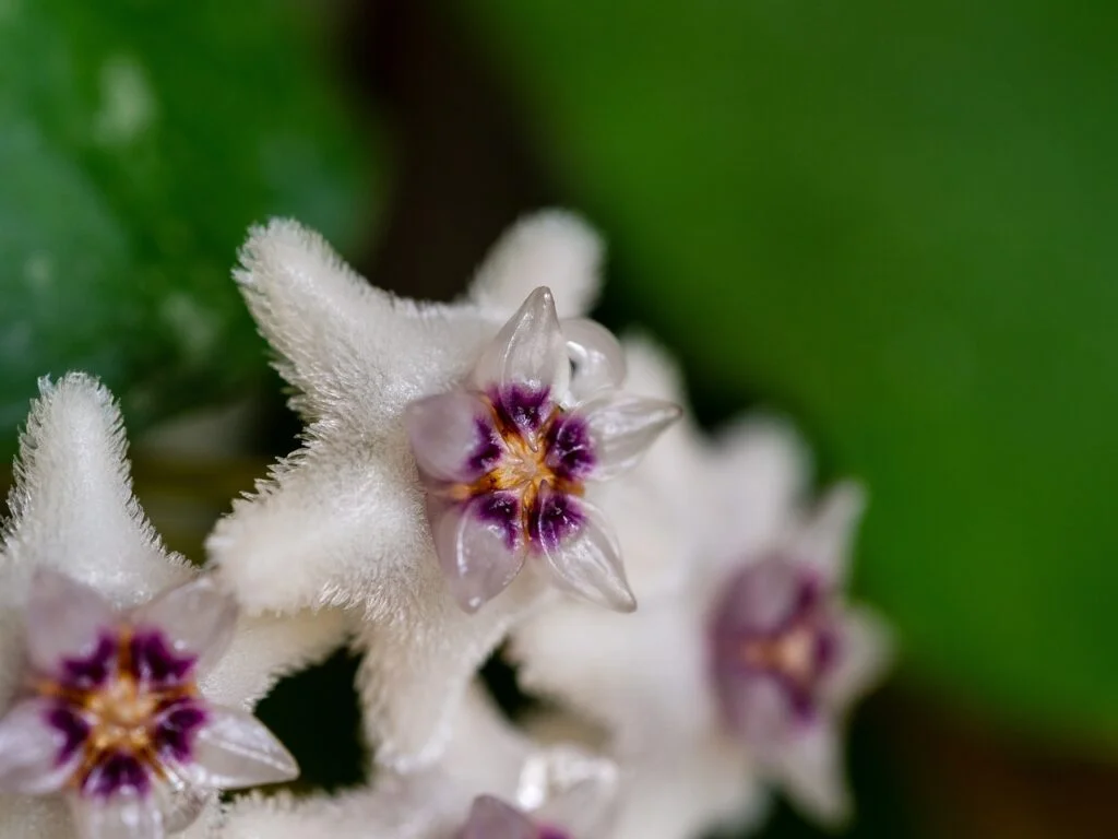 Flor de porcelana