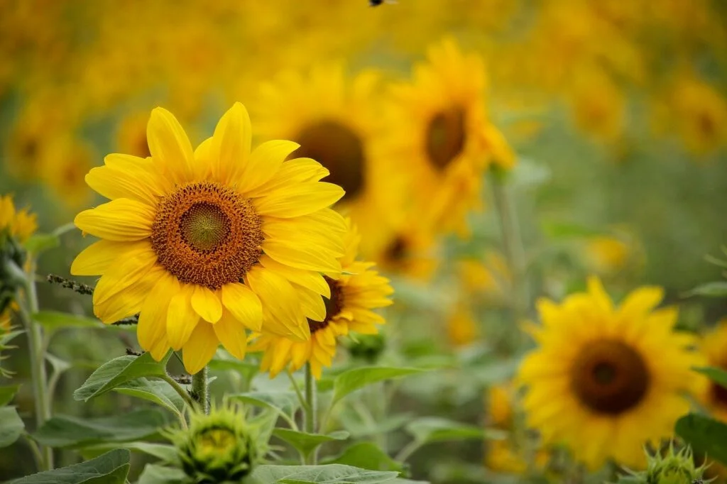 Flores de Girasol