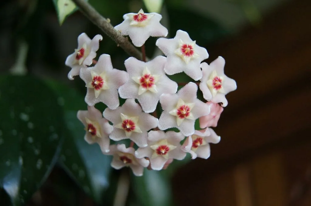 flor hoya