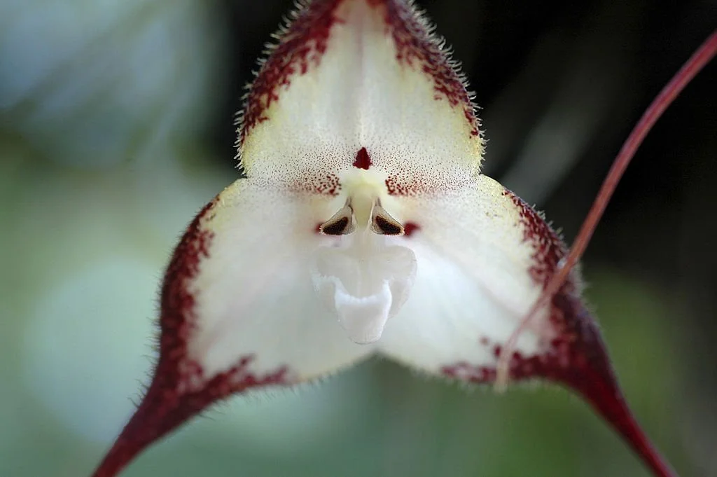 Orquidea Dracula