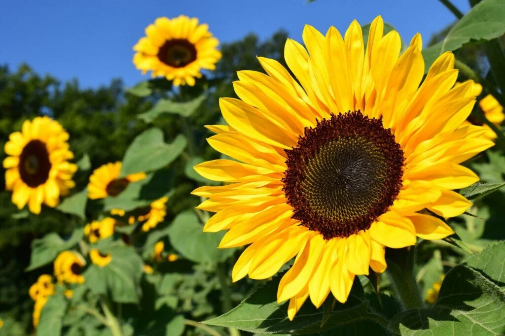 Tipos de Girasoles