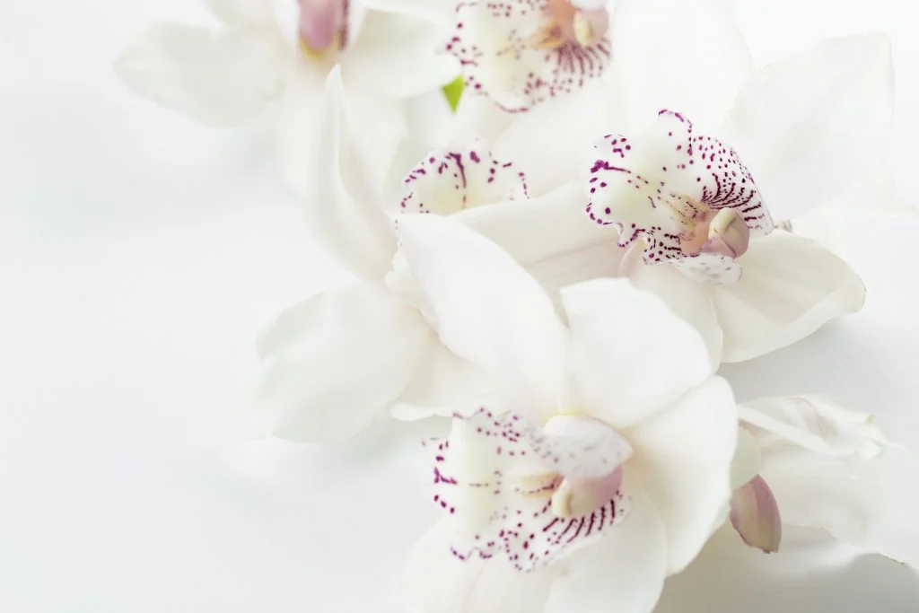flor exotica blanca
