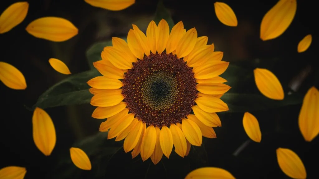 significado de los girasoles